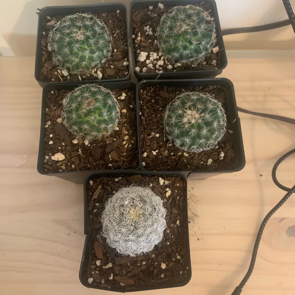 Set of 5 Potted Cacti